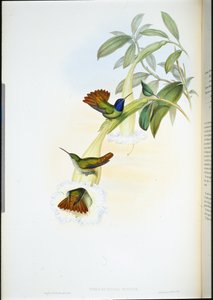 Colibrì di Oenone (Chrysuronia oenone) da John (after) Gould