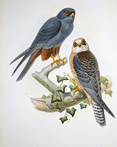 Lodolaio dalle zampe arancioni (Erythropus Vespertinus)