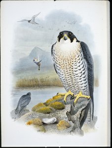 Falco pellegrino (Falco Peregrinus)
