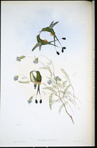 Coda a racchetta peruviana (Spathura peruana) da John (after) Gould