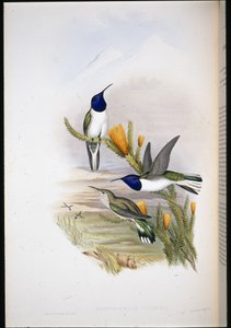 Stella della collina di Pichincha da John (after) Gould