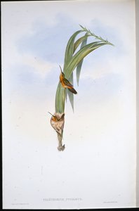 Eremita pigmeo (Phaethornis pygmaeus) da John (after) Gould