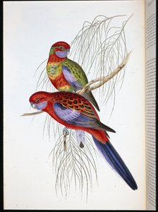 Platycercus pennantii