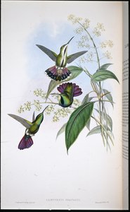 Mango di Prevot (Lampornis Prevosti) da John (after) Gould