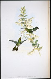 Colibrì dalla gola marrone da John (after) Gould