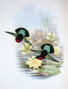 Carib dal petto viola da John (after) Gould
