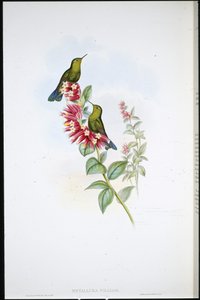 Coda viola (Metallura Williami) da John (after) Gould