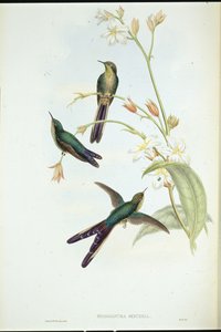 Colibrì cometa dalla coda viola (Sparganura Glyceria) da John (after) Gould