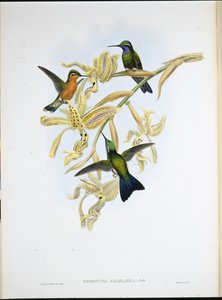Colibrì dalla gola viola (Oreopyra Calolaema) da John (after) Gould