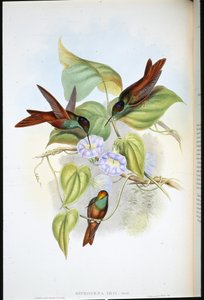 Arcobaleno (Diphogena Iris) da John (after) Gould