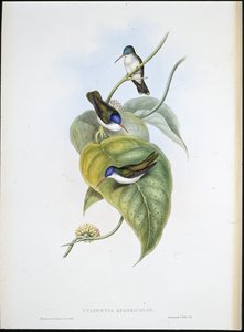 Corona azzurra dal becco rosso (Cyanomyia Quadricolor) da John (after) Gould