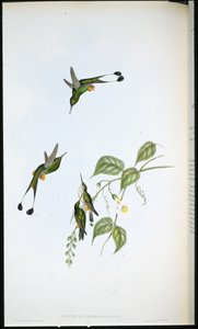 Coda a racchetta con stivali rossi da John (after) Gould