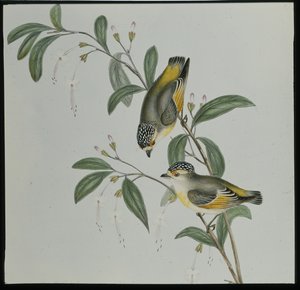Pardalote dalla gola rossa (pardalotus rubricatus) da John (after) Gould