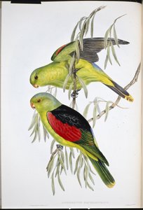 Lori dalle ali rosse (Aprosmictus Erythropterus)