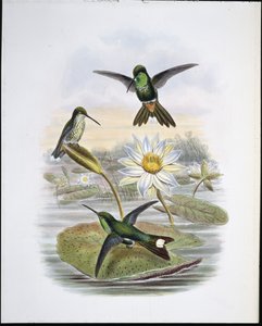 Punta bianca sfiatata da John (after) Gould