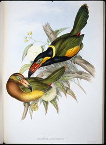 Tucano di Reinwardt (Selenidera Reinwardti) da John (after) Gould