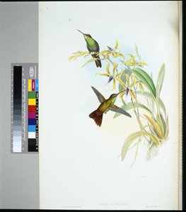 Amazilia di Riegger (amazilia Riefferi)