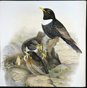 Merlo dal collare (Mer Ulatorquata) da John (after) Gould
