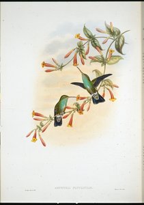 Smeraldo fluviale da John (after) Gould