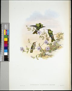 Coquette di Roraima (Lophornis pavoninus)