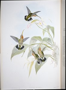 Eremita di Rucker (Glaucis Ruckeri) da John (after) Gould