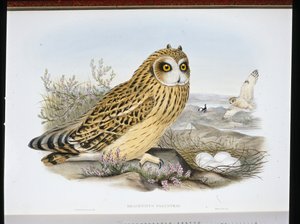 Gufo dalle orecchie corte (Brachyotus Palustris) da John (after) Gould