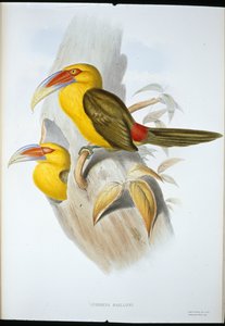 Tucano della collina color zafferano da John (after) Gould