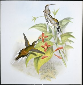 Eremita di Salle (Phaethornis augusti) da John (after) Gould