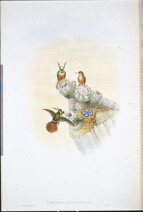 Colibrì di Salvin (Lophornis Adorabilis)