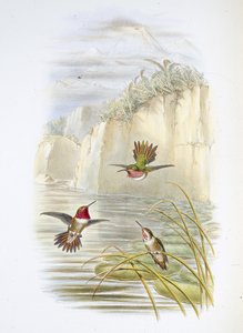 Portatore di fiamma di Salvin da John (after) Gould