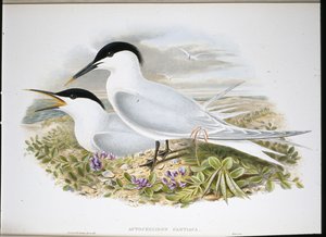 Sterna di Sandwich da John (after) Gould