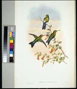 Puff-gamba con sfiato di zaffiro (eriocnemis sapphiropygia) da John (after) Gould