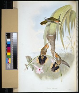 Smergo (grypus naevius) da John (after) Gould