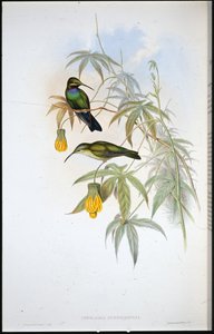 Colibrì di Schreiber (Ionolaima Schreibersi)