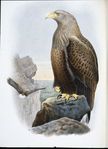 Aquila di mare (Haliaetus Albicilla) da John (after) Gould