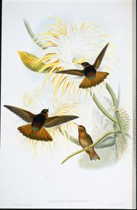 Raggio di sole splendente (Agliaeactis Cupripennis) da John (after) Gould