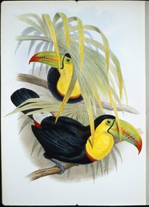 Tucano dal becco corto (Ramphastos brevicarinatus) da John (after) Gould