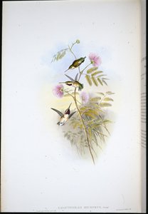 Stella del legno dalla coda corta da John (after) Gould