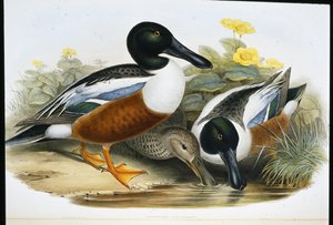 Anatre mestolatrici (Spatula Clypeata) da John (after) Gould