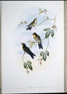 Becco spinoso di Simon (Ramphamicron Dorsale) da John (after) Gould