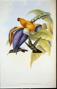 Colibrì cupo (Aphantochroa cirrhochloris) da John (after) Gould