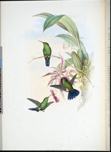 Eritronota di Sofia (Erythronota Sophiae) da John (after) Gould