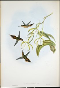 Eremita meridionale (Phaethornis Zonura) da John (after) Gould