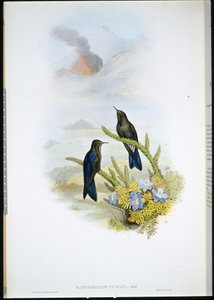 Becco a spina meridionale (Ramphomicron Vulcani) da John (after) Gould