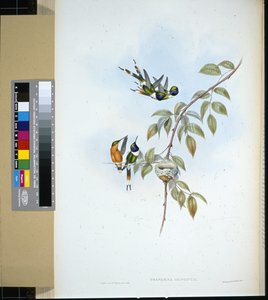 Coda scintillante (tryphaena dupontii)