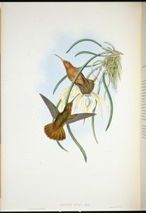 Becco a sega di Spix (Grypus spixi) da John (after) Gould