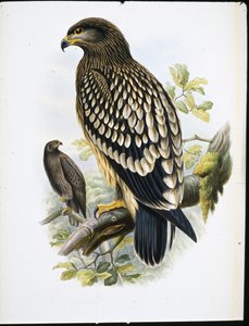 Aquila macchiata (Aquila Naevia)