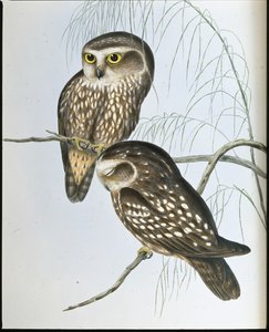 Gufo maculato (Athene Maculata) da John (after) Gould