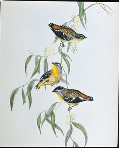 Pardalote maculato (Pardalotus Punctatus) da John (after) Gould