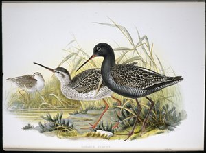 Pettegola macchiata (Totanus Fuscus) da John (after) Gould